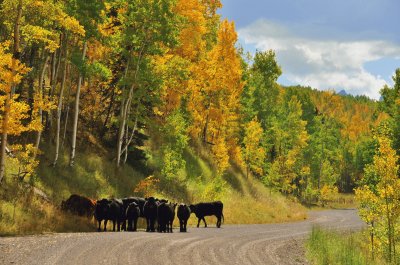 Cimarron Road, Colorado