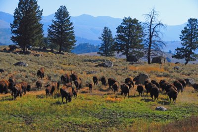 פאזל של Bison, Yellowstone