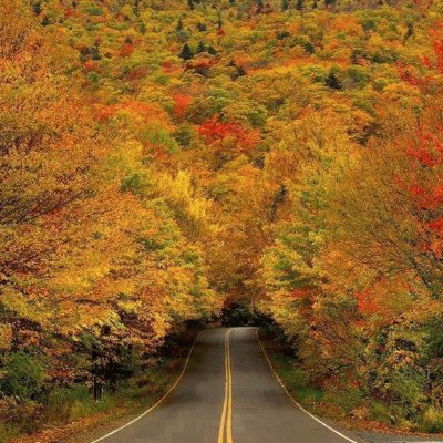 autumn tree tunnel Vermont