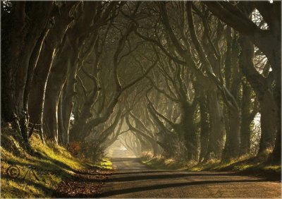 dark hedges Norther Ireland