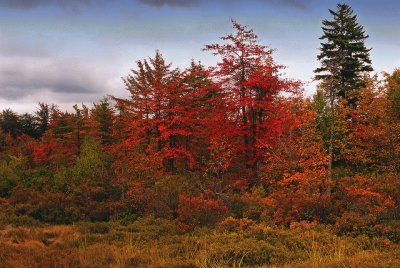 fiery colors of fall