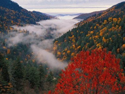 foggy fall view