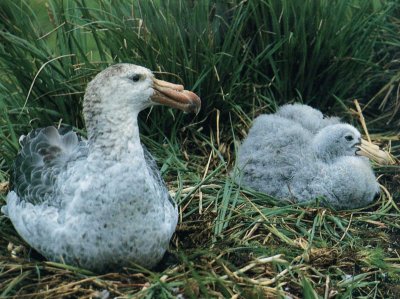 Petrel gegant