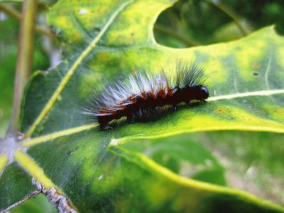 Fauna Pululahua