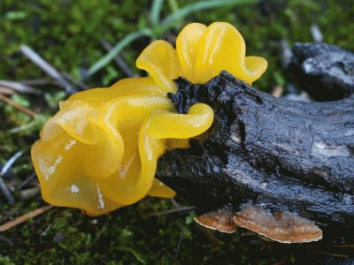 Tremella Aurantia