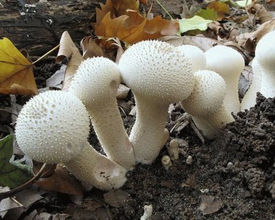 Lycoperdon Perlatum