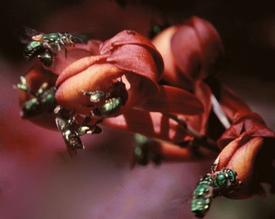 Abejas Euglossini en OrquÃ­dea - Surinam