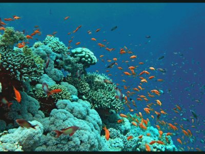 ARRECIFE EN LAS ISLAS MARIETAS