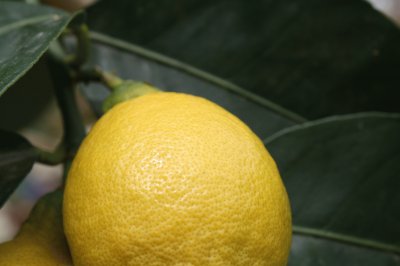 Limone