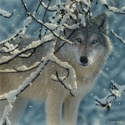 wolf in snow