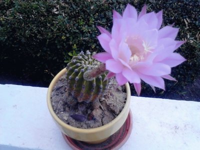 CACTUS NEREIDA