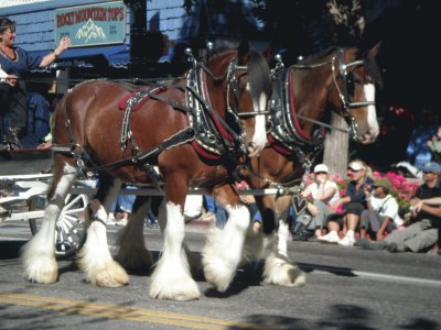 Clydesdale Horses