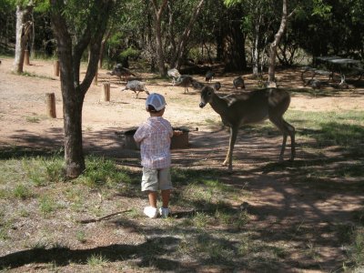 feeding the deer