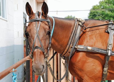 Amish horse