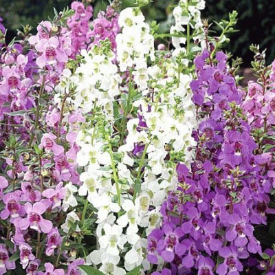 Angelonia Garden Flowers