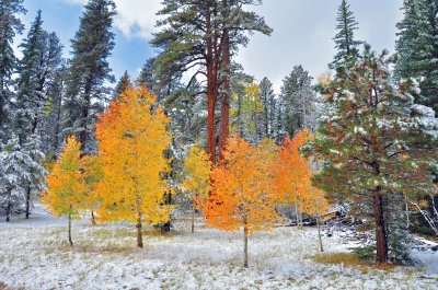 Aspens