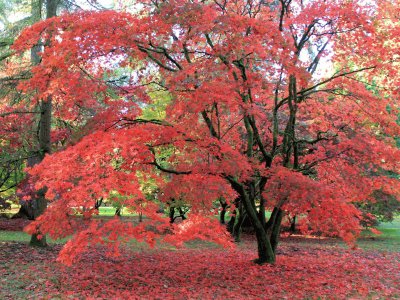 red leaves of autumn