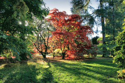 Sunlight on Autumn trees