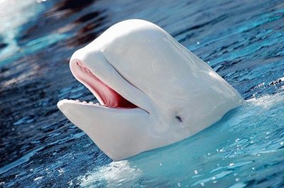 SONRIENTE BELUGA