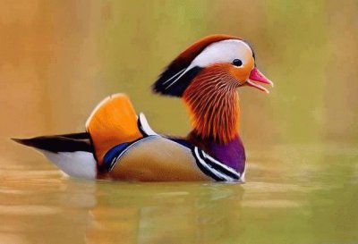 HERMOSO PATITO ORIENTAL