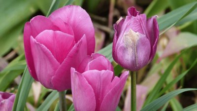 tulipanes