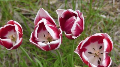 tulipanes