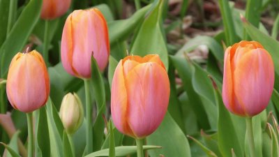 tulipanes