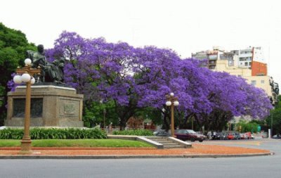 Jacaranda Trees in Argentina