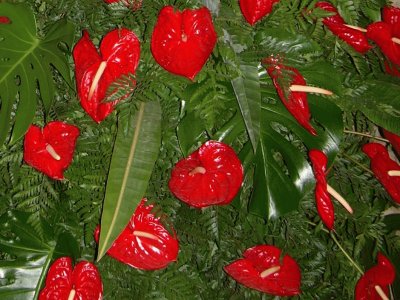 Anthurium