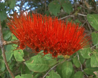 Combretum Farinosum