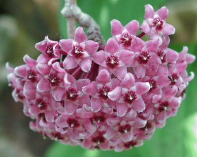 Hoya Carnosa - Asia