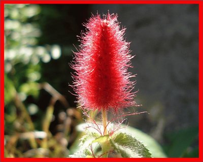 Acalypha Reptans (Rabo de Gato)