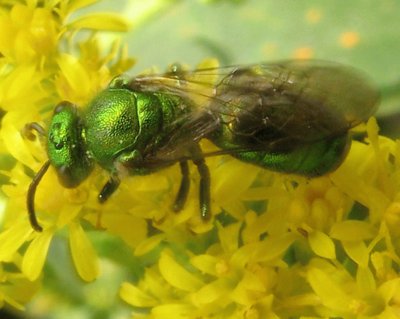 Augochloropsis Metallica - Pensilvania