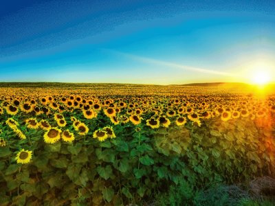 CAMPO DE GIRASOLES