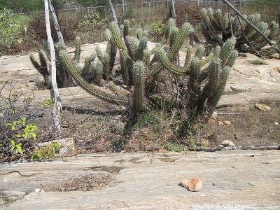 Cacto da caatinga