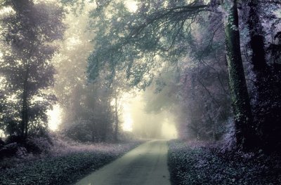 Out into the misty lane