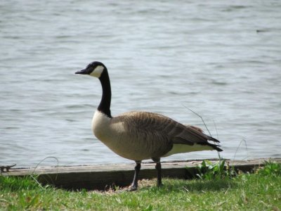 Animais no Parque - SP