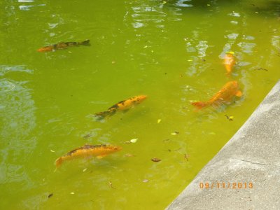 Lago com Carpas - SP