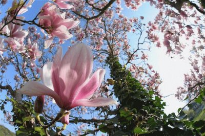 MAGNOLIAS