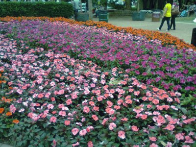 Jardim em Holambra 1 - SP