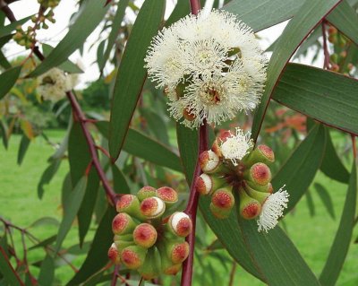 Eucalyptus Pauciflora