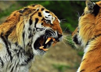 TIGRES