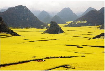 Campos de Canola - China