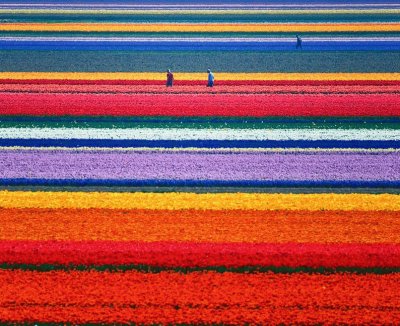 Campos de tulipas - Holanda