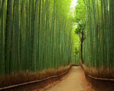 Floresta de bambu - JapÃ£o