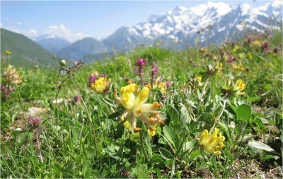 Mont Blanc et fleurs