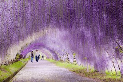 Tunel de Glicinias - Japão