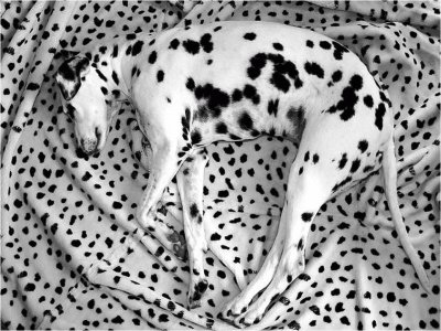 spots-16