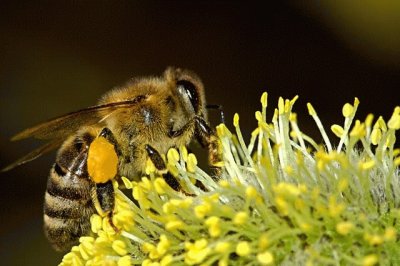 Abelha colhendo nectar