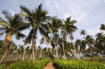 Coqueirais em São  Tomé Prí­ncipe